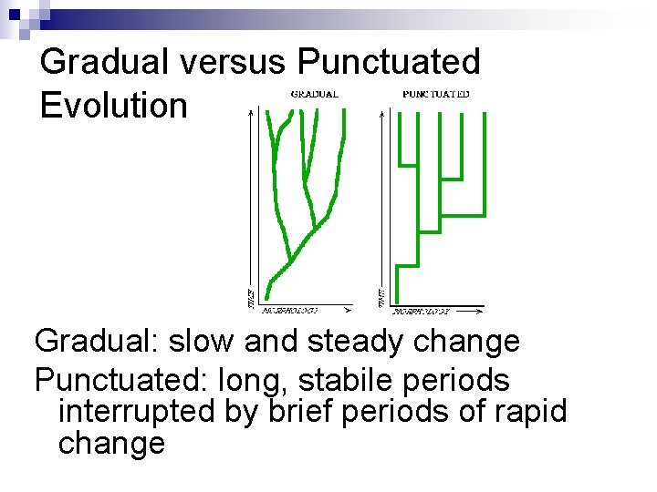 Gradual versus Punctuated Evolution Gradual: slow and steady change Punctuated: long, stabile periods interrupted