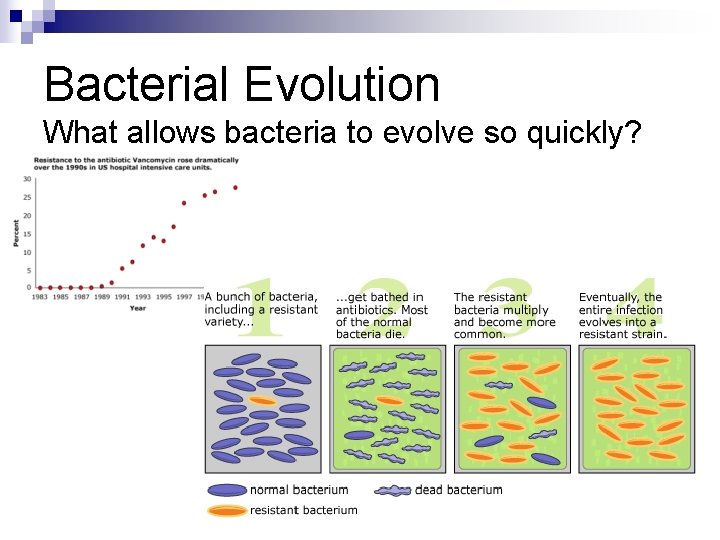 Bacterial Evolution What allows bacteria to evolve so quickly? Bacterial Evolution What allows bacteria to evolve so quickly?