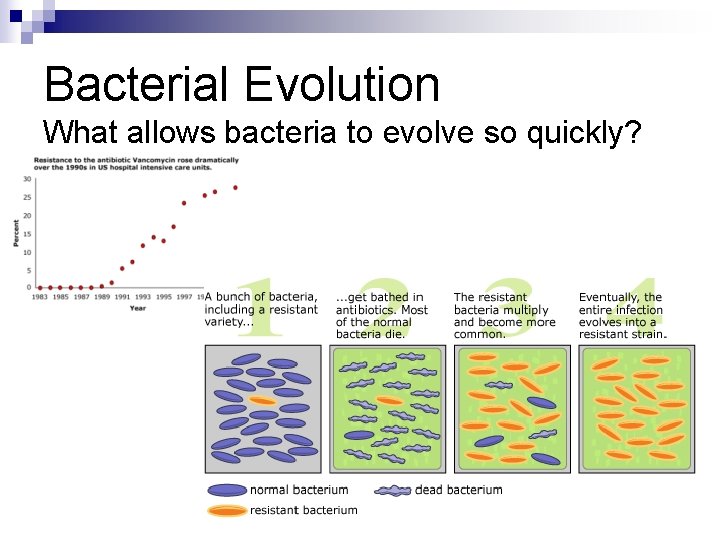 Bacterial Evolution What allows bacteria to evolve so quickly? 