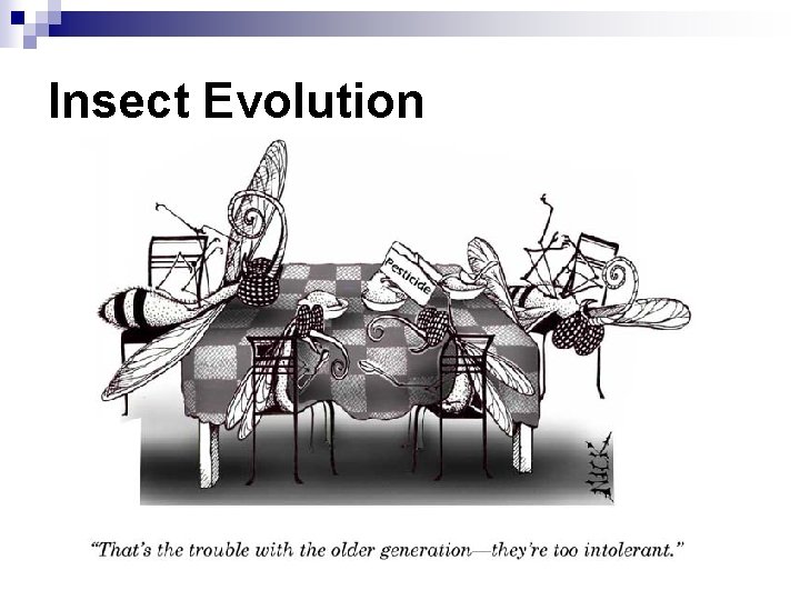 Insect Evolution Insect Evolution