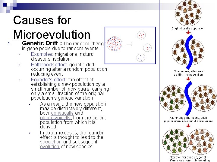 1. Causes for Microevolution Genetic Drift : The random change in gene pools due 1. Causes for Microevolution Genetic Drift : The random change in gene pools due