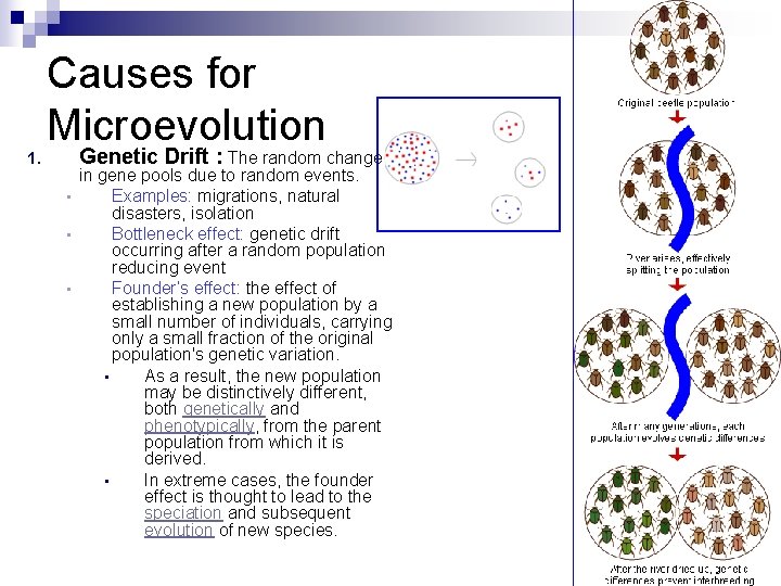 1. Causes for Microevolution Genetic Drift : The random change in gene pools due