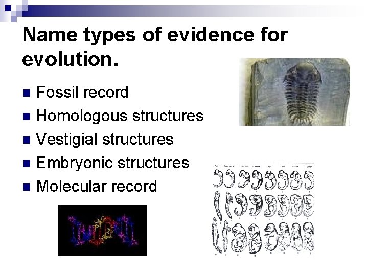 Name types of evidence for evolution. Fossil record n Homologous structures n Vestigial structures