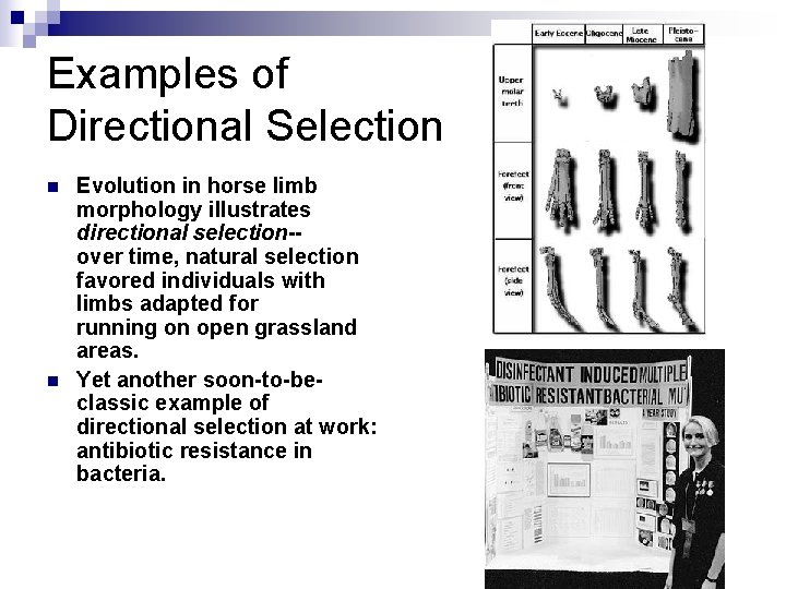 Examples of Directional Selection n n Evolution in horse limb morphology illustrates directional selection-over Examples of Directional Selection n n Evolution in horse limb morphology illustrates directional selection-over