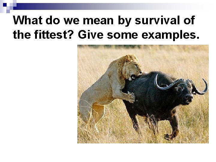 What do we mean by survival of the fittest? Give some examples. 