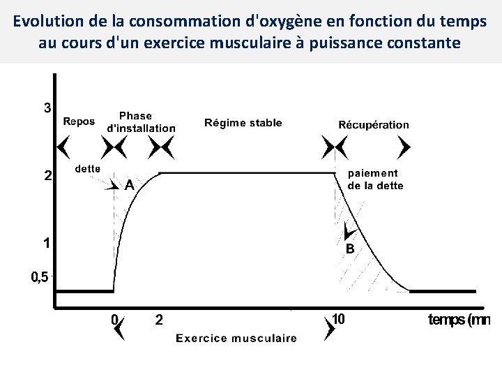 Evolution de la consommation d'oxygène en fonction du temps au cours d'un exercice musculaire