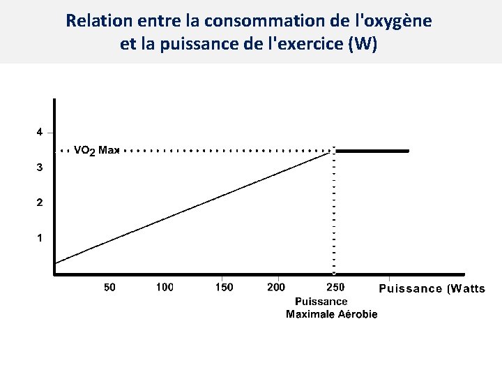 Relation entre la consommation de l'oxygène et la puissance de l'exercice (W) 