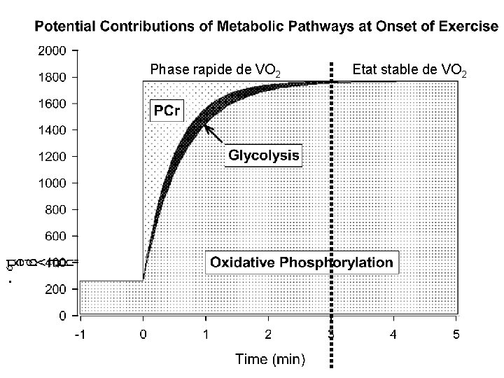 Phase rapide de VO 2 Etat stable de VO 2 