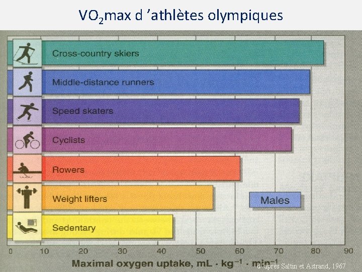VO 2 max d ’athlètes olympiques d ’après Saltin et Astrand, 1967 