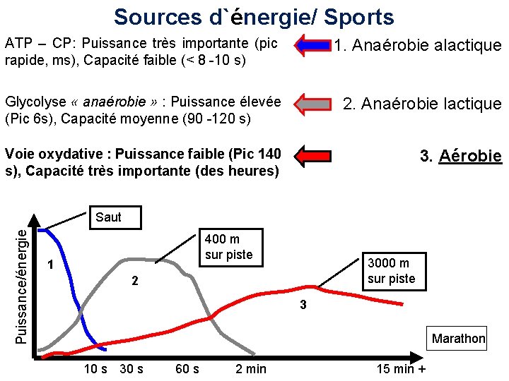 Sources d`énergie/ Sports ATP – CP: Puissance très importante (pic rapide, ms), Capacité faible