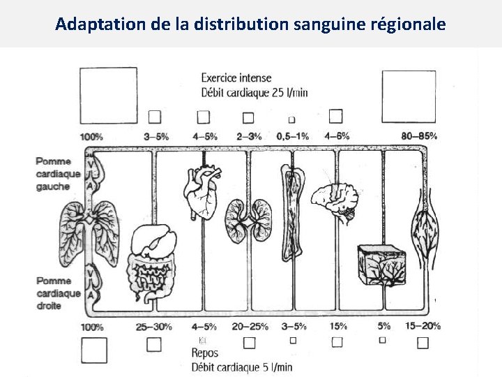 Adaptation de la distribution sanguine régionale 