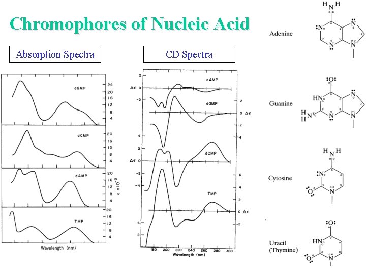 Chromophores of Nucleic Acid Absorption Spectra CD Spectra 