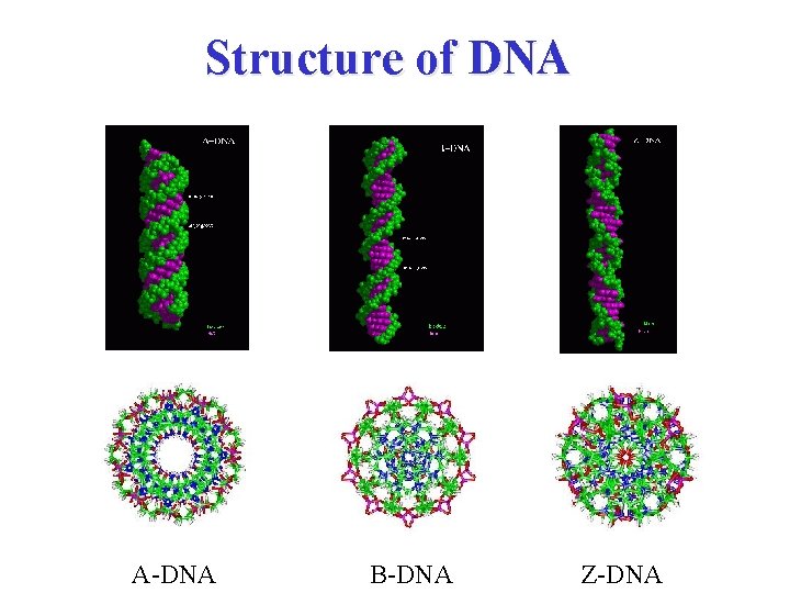 Structure of DNA A-DNA B-DNA Z-DNA 