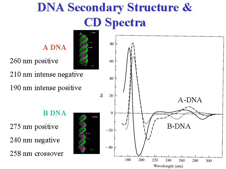 DNA Secondary Structure & CD Spectra A DNA 260 nm positive 210 nm intense