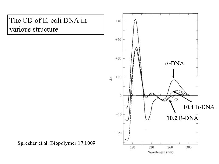 The CD of E. coli DNA in various structure A-DNA 10. 4 B-DNA 10.