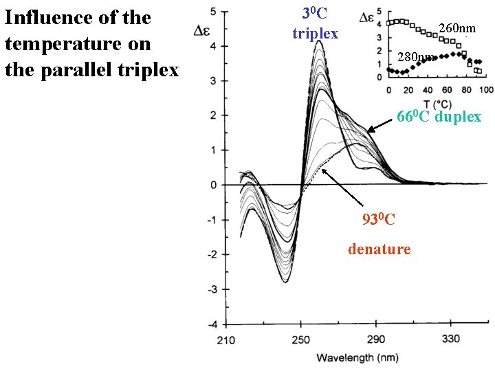 Influence of the temperature on the parallel triplex 30 C triplex 260 nm 280