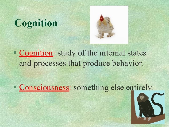 Cognition § Cognition: study of the internal states and processes that produce behavior. §