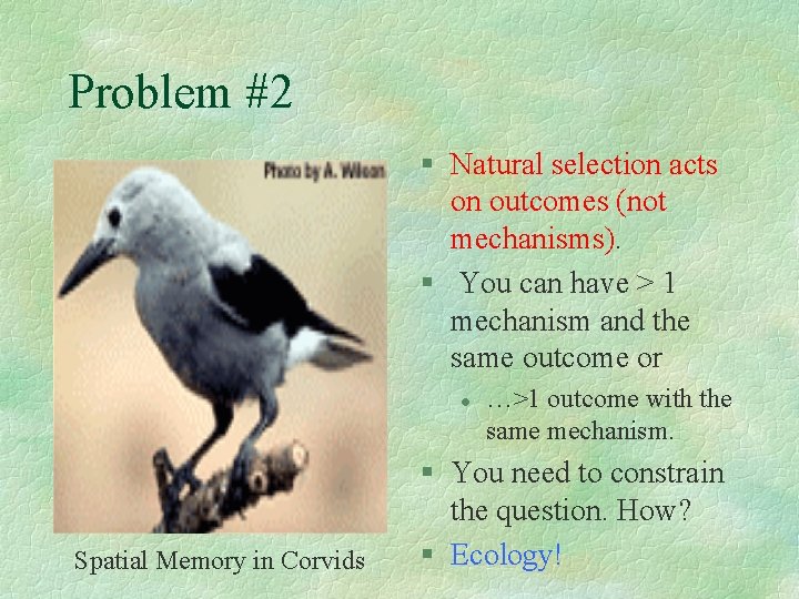Problem #2 § Natural selection acts on outcomes (not mechanisms). § You can have