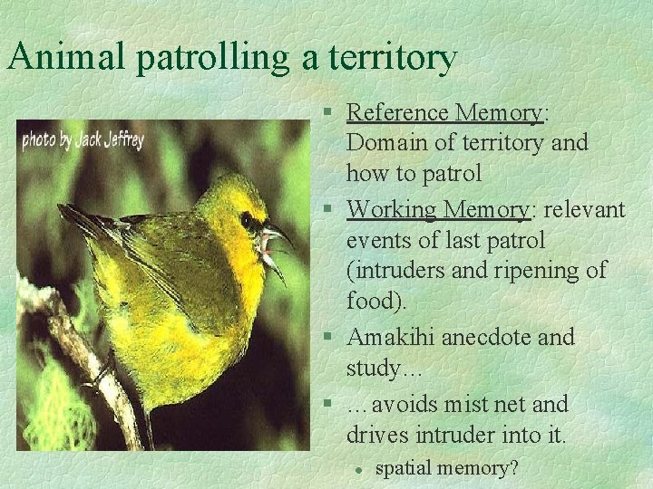 Animal patrolling a territory § Reference Memory: Domain of territory and how to patrol