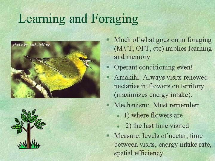 Learning and Foraging § Much of what goes on in foraging (MVT, OFT, etc)