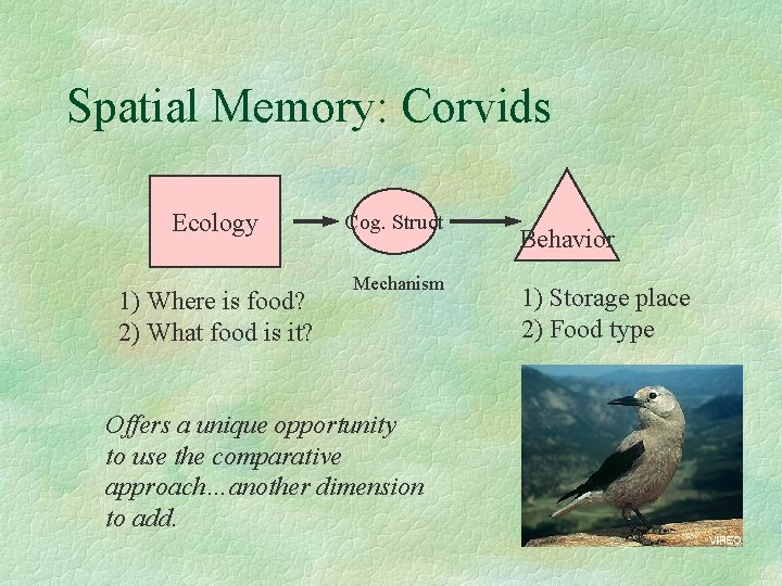 Spatial Memory: Corvids Ecology 1) Where is food? 2) What food is it? Cog.