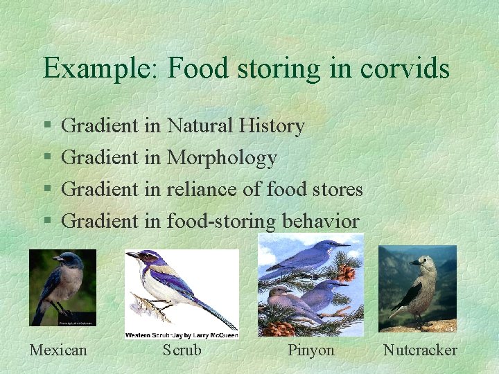 Example: Food storing in corvids § § Gradient in Natural History Gradient in Morphology