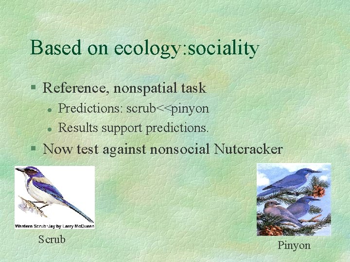 Based on ecology: sociality § Reference, nonspatial task l l Predictions: scrub<<pinyon Results support