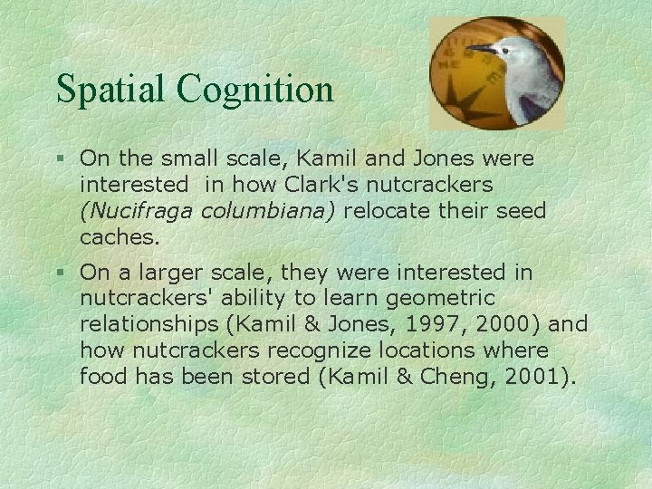 Spatial Cognition § On the small scale, Kamil and Jones were interested in how