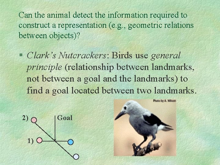 Can the animal detect the information required to construct a representation (e. g. ,