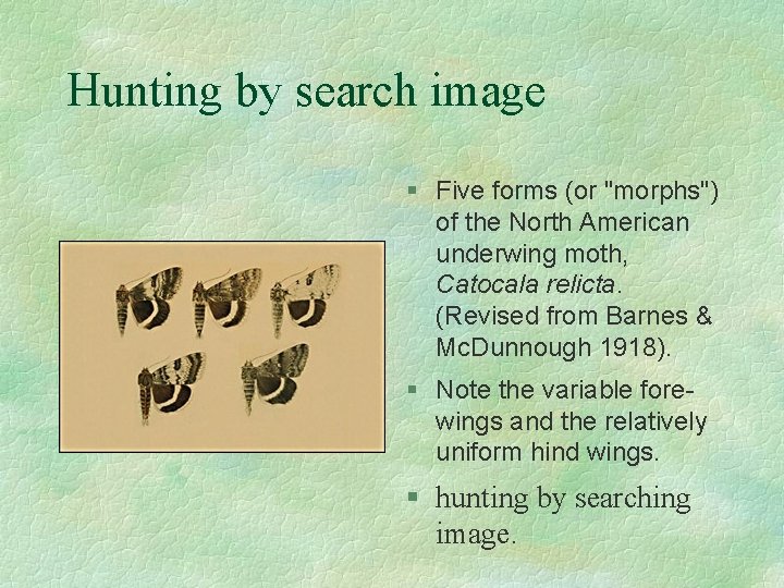 Hunting by search image § Five forms (or "morphs") of the North American underwing