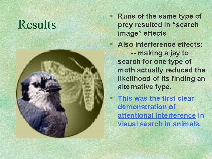 Results § Runs of the same type of prey resulted in “search image” effects