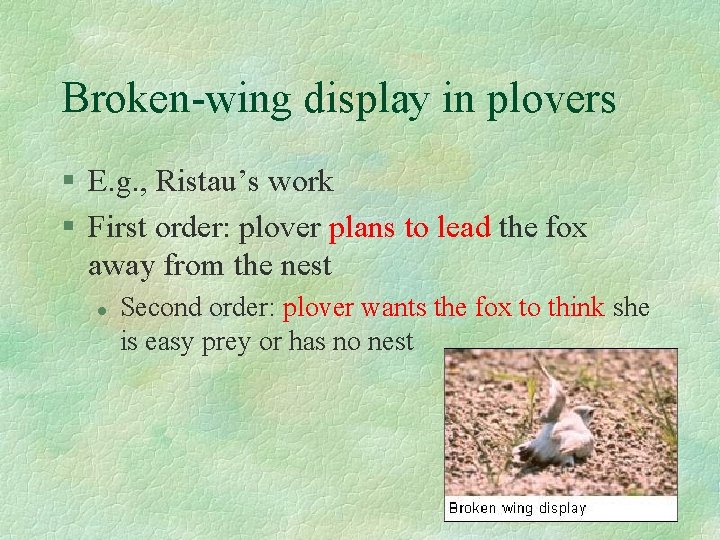 Broken-wing display in plovers § E. g. , Ristau’s work § First order: plover