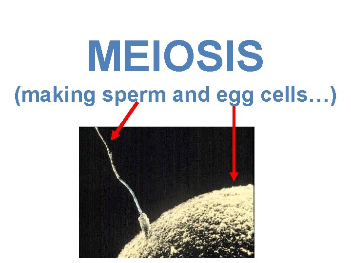 MEIOSIS (making sperm and egg cells…) 