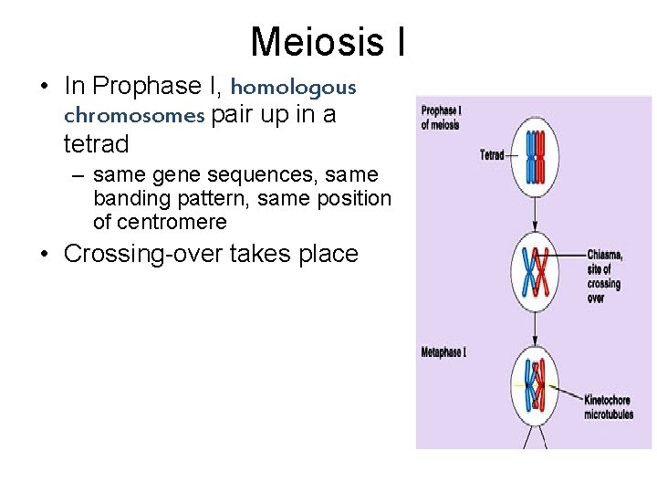 Meiosis I • In Prophase I, homologous chromosomes pair up in a tetrad –