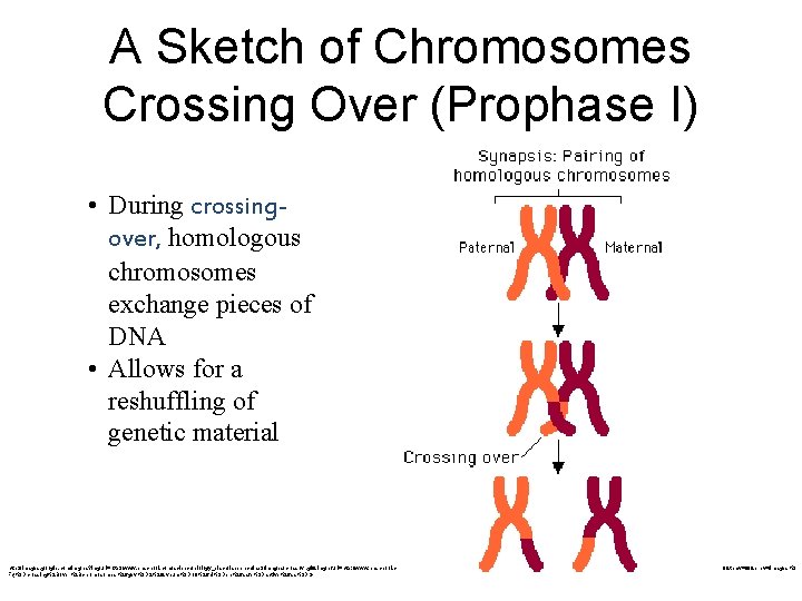 A Sketch of Chromosomes Crossing Over (Prophase I) • During crossingover, homologous chromosomes exchange