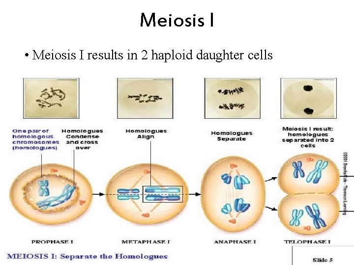 Meiosis I • Meiosis I results in 2 haploid daughter cells 