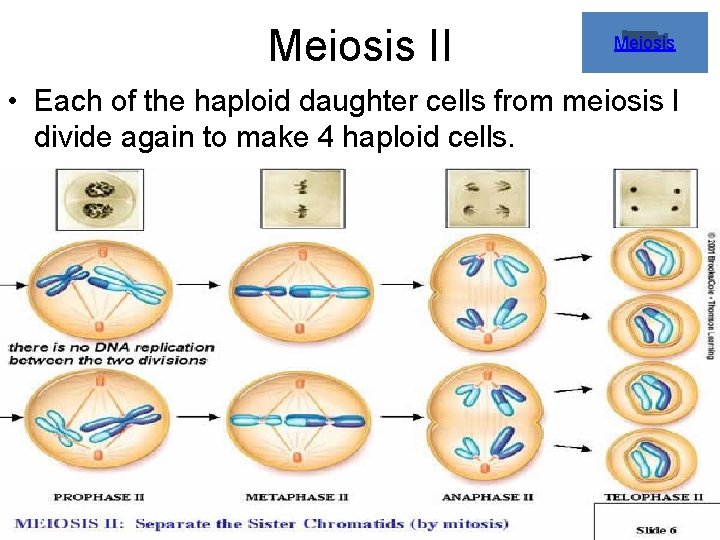 Meiosis II Meiosis • Each of the haploid daughter cells from meiosis I divide