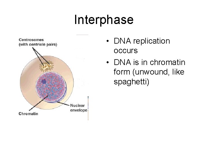 Interphase • DNA replication occurs • DNA is in chromatin form (unwound, like spaghetti)