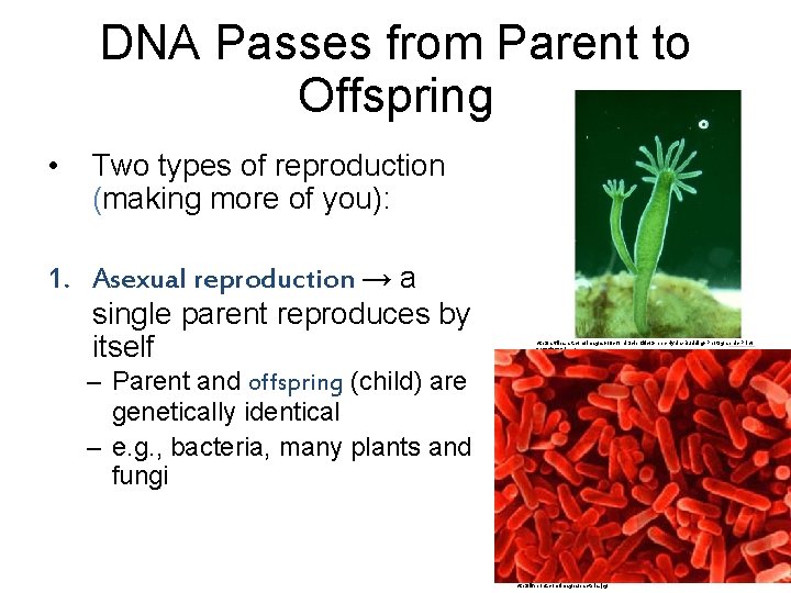 DNA Passes from Parent to Offspring • Two types of reproduction (making more of