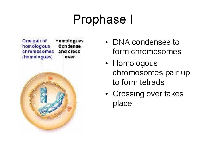 Prophase I • DNA condenses to form chromosomes • Homologous chromosomes pair up to