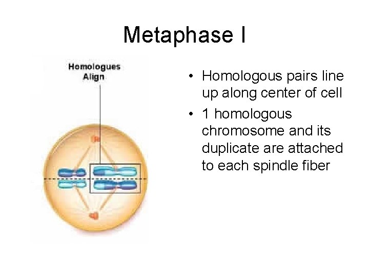 Metaphase I • Homologous pairs line up along center of cell • 1 homologous