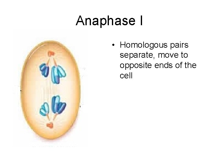 Anaphase I • Homologous pairs separate, move to opposite ends of the cell 