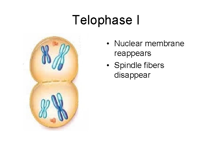 Telophase I • Nuclear membrane reappears • Spindle fibers disappear 