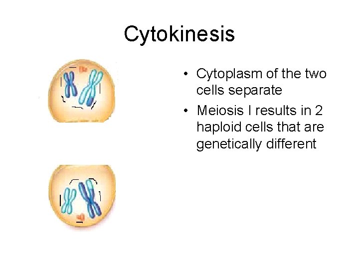 Cytokinesis • Cytoplasm of the two cells separate • Meiosis I results in 2