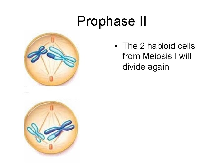 Prophase II • The 2 haploid cells from Meiosis I will divide again 