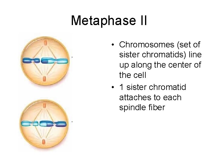 Metaphase II • Chromosomes (set of sister chromatids) line up along the center of