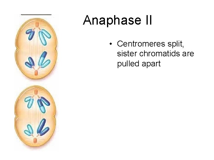 Anaphase II • Centromeres split, sister chromatids are pulled apart 