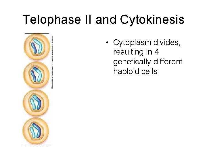 Telophase II and Cytokinesis • Cytoplasm divides, resulting in 4 genetically different haploid cells