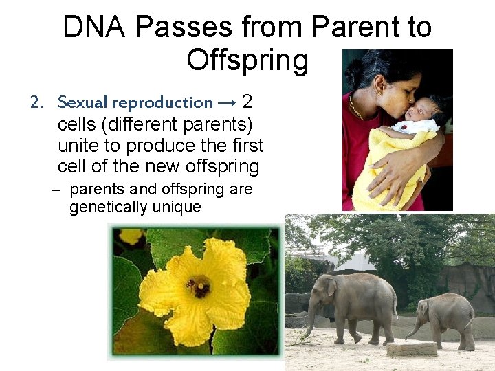 DNA Passes from Parent to Offspring 2. Sexual reproduction → 2 cells (different parents)