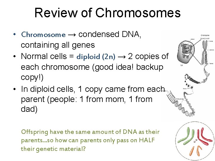 Review of Chromosomes • Chromosome → condensed DNA, containing all genes • Normal cells